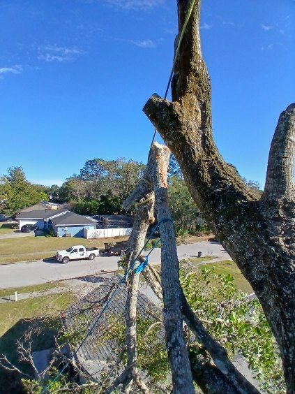 Tree branches framing a suburban street with houses, a parked car, and blue sky