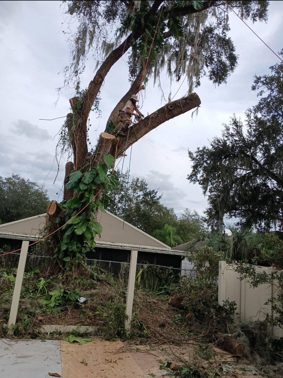 Large tree with a broken trunk beside a small house in an overgrown yard, under a cloudy sky