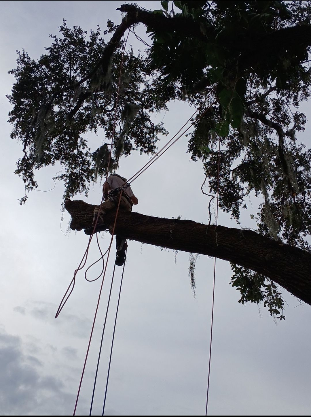 Person perched on a tree branch, secured with ropes, trimming or working among the leaves against a cloudy sky.