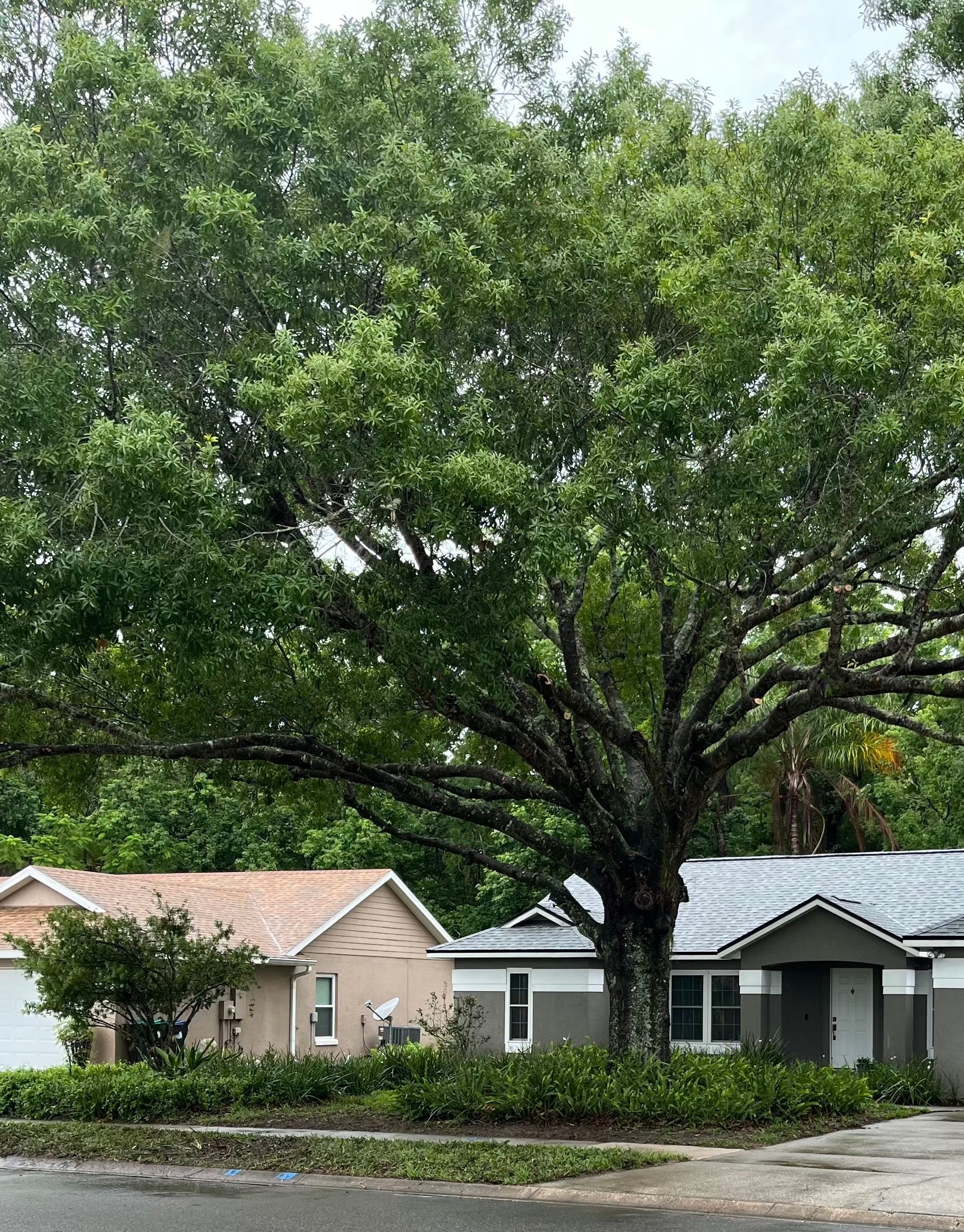 Large leafy tree in front of suburban houses on a quiet street, with a white car parked nearby.
