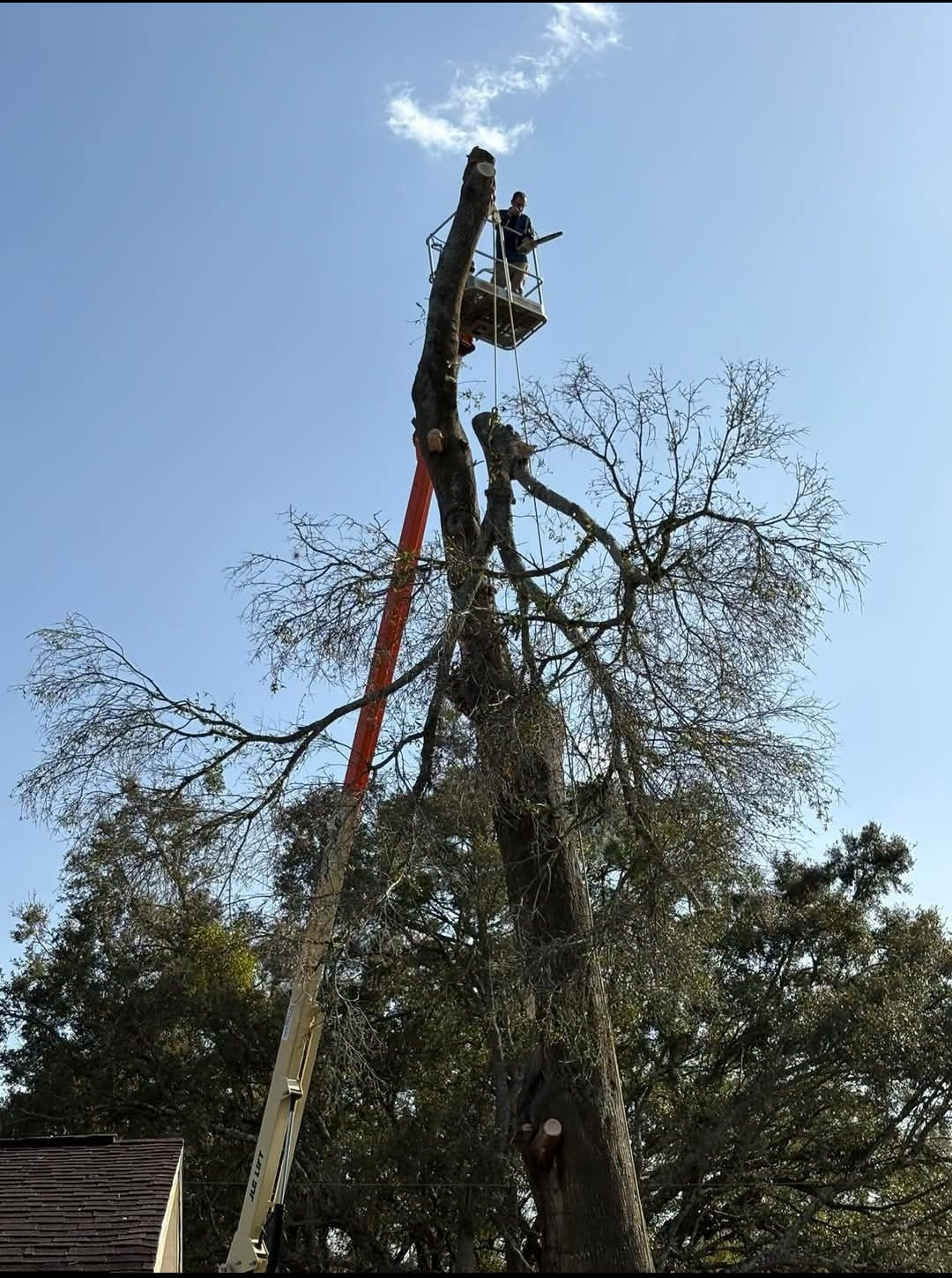 Worker in a lift trimming a tall tree beside a house under a clear blue sky.