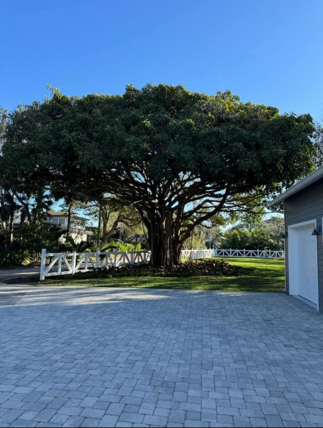 Large shady tree in a paved driveway beside a white fence and garage under a clear blue sky