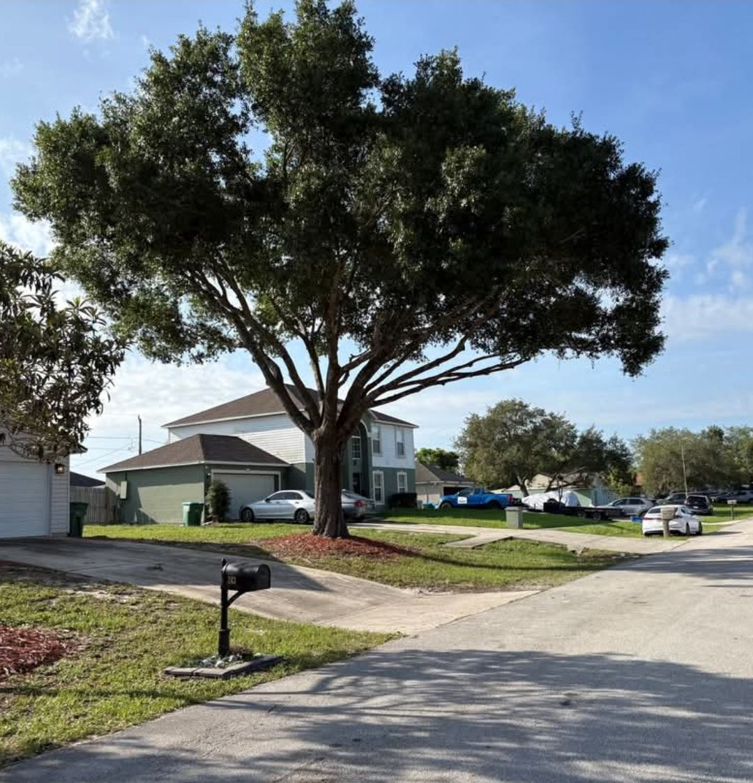 Large tree beside a suburban street and house under a clear blue sky