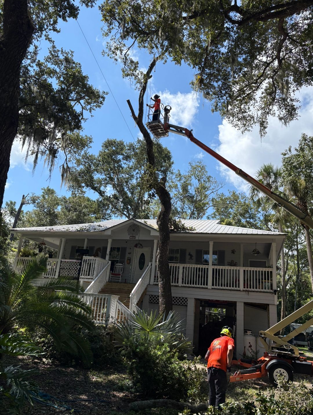 Tree service workers trimming a large tree beside a house, with a bucket truck and chainsaw crew below