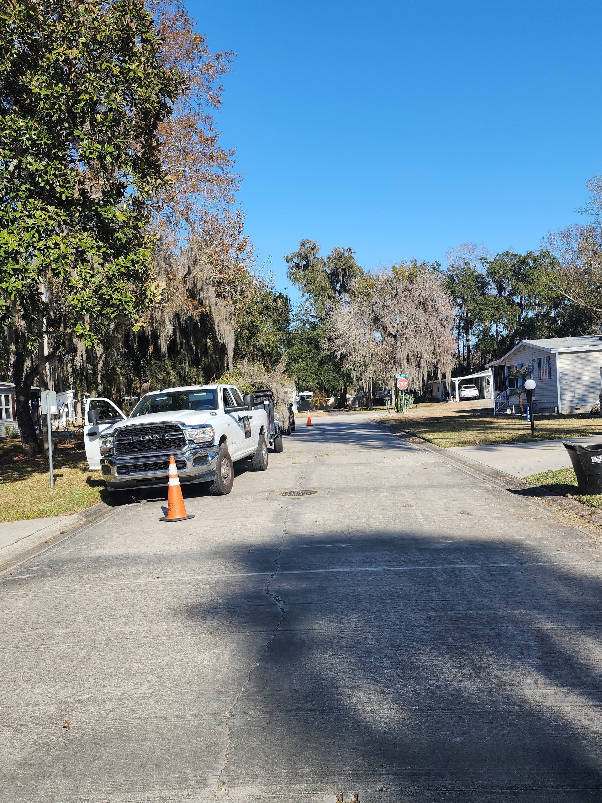 Residential street with parked white cars, orange cone, and trees under a bright blue sky