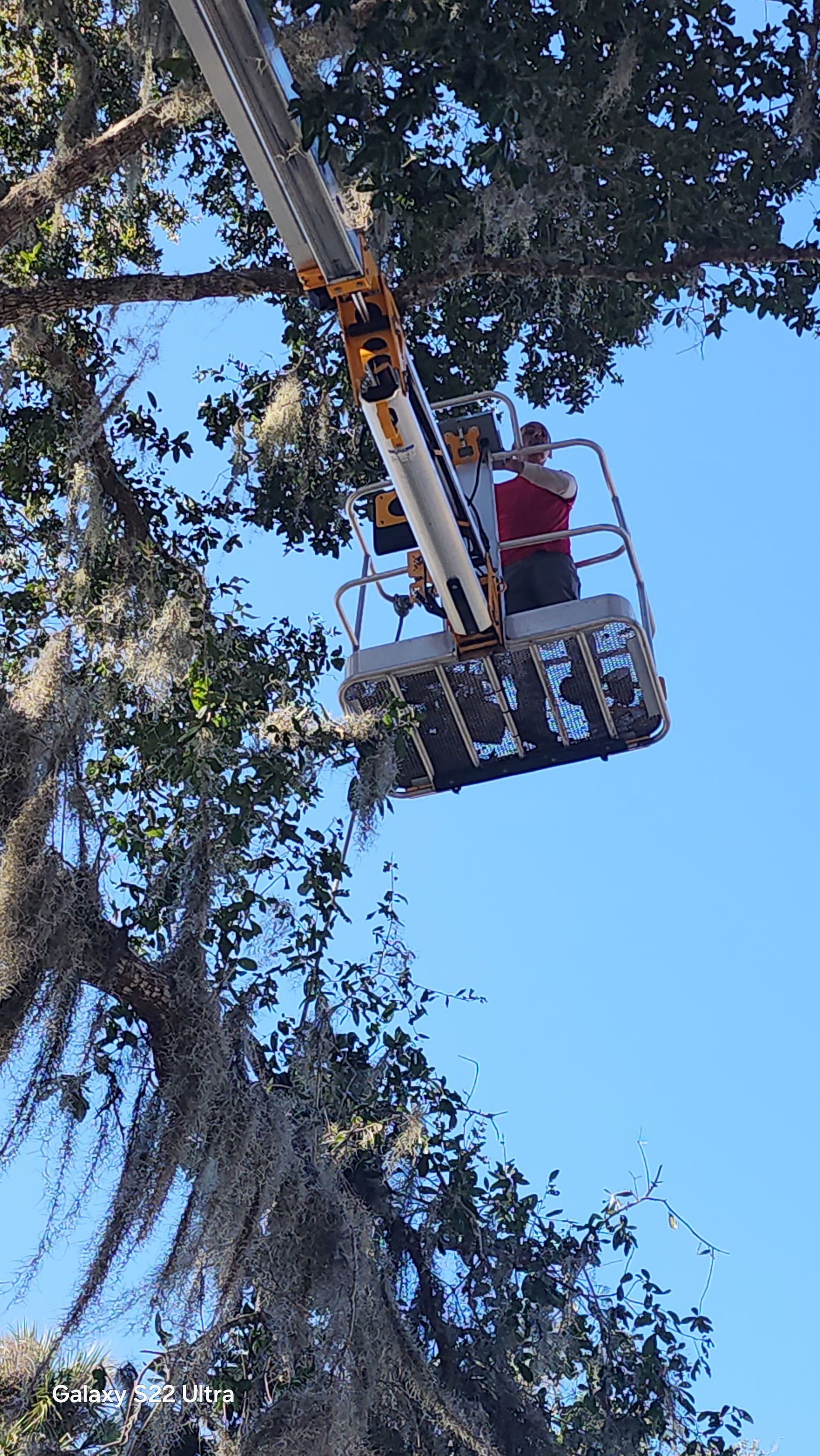 Two workers in a lift basket trimming a tree beside the branches against a blue sky.