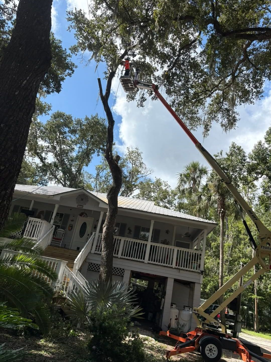 Tree-trimming crew on a lift pruning a tall tree beside a house in a wooded yard