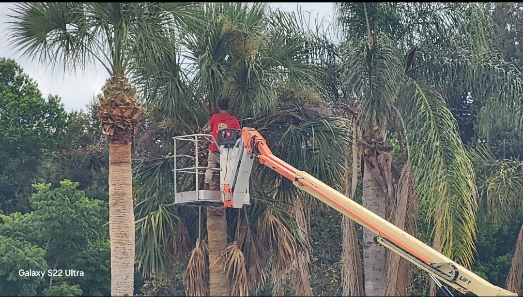 Worker in a bucket lift trimming palm trees among tall palms and dense greenery.