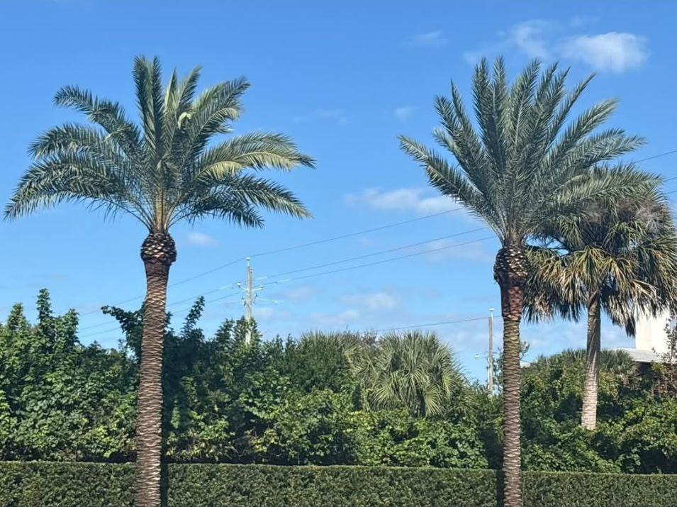 Two palm trees against a blue sky, with green foliage and hedges below.