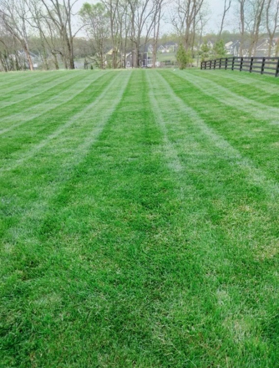 A lush green field of grass with a fence in the background.