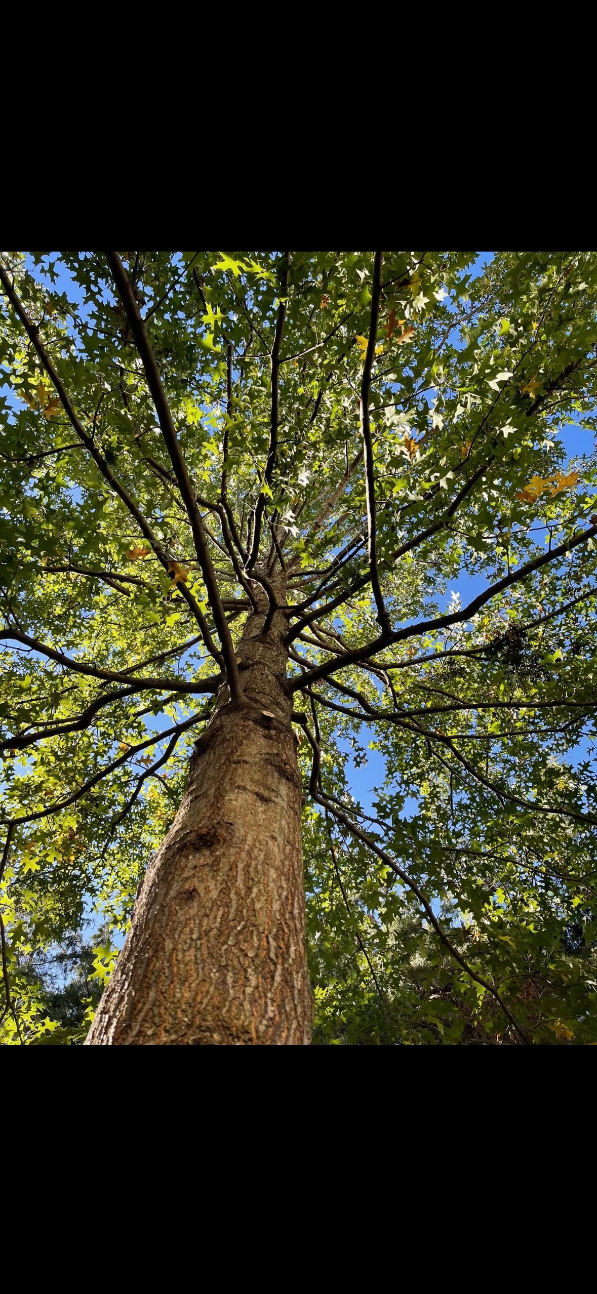 A man is sitting on a ladder in a tree.