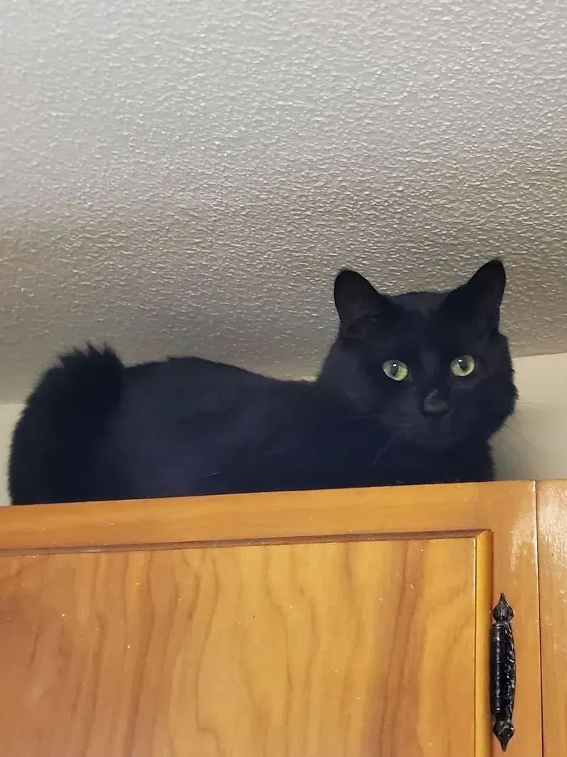 Black cat lying on top of a wooden cabinet, looking at the camera.