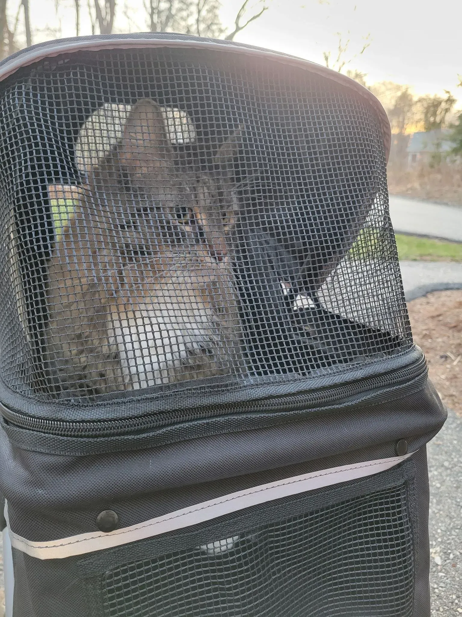 Small dog sitting in a black mesh pet carrier outdoors in sunlight