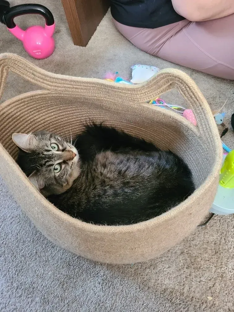 Tabby cat curled in a woven basket on a carpet, with a pink toy nearby.