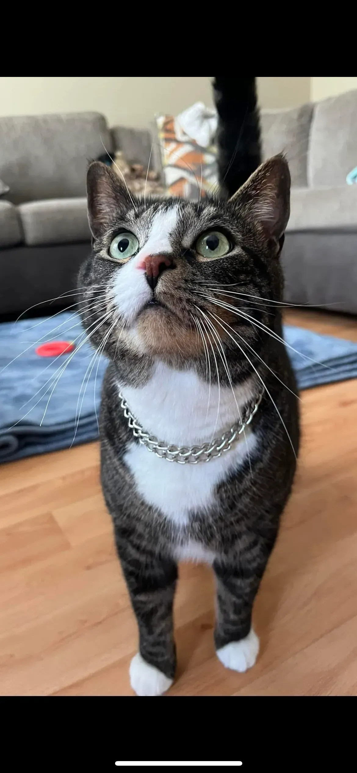 Tabby cat wearing a chain collar looking up in a living room