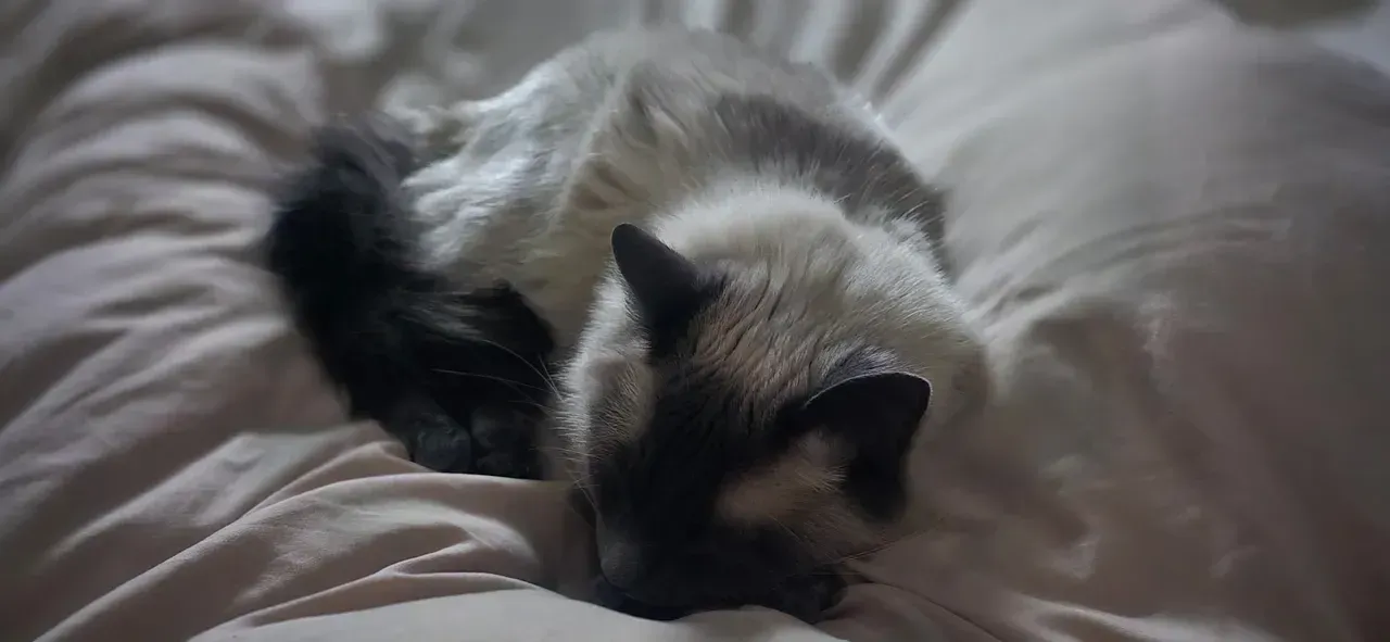 Fluffy black-and-white cat curled up asleep on a rumpled bed