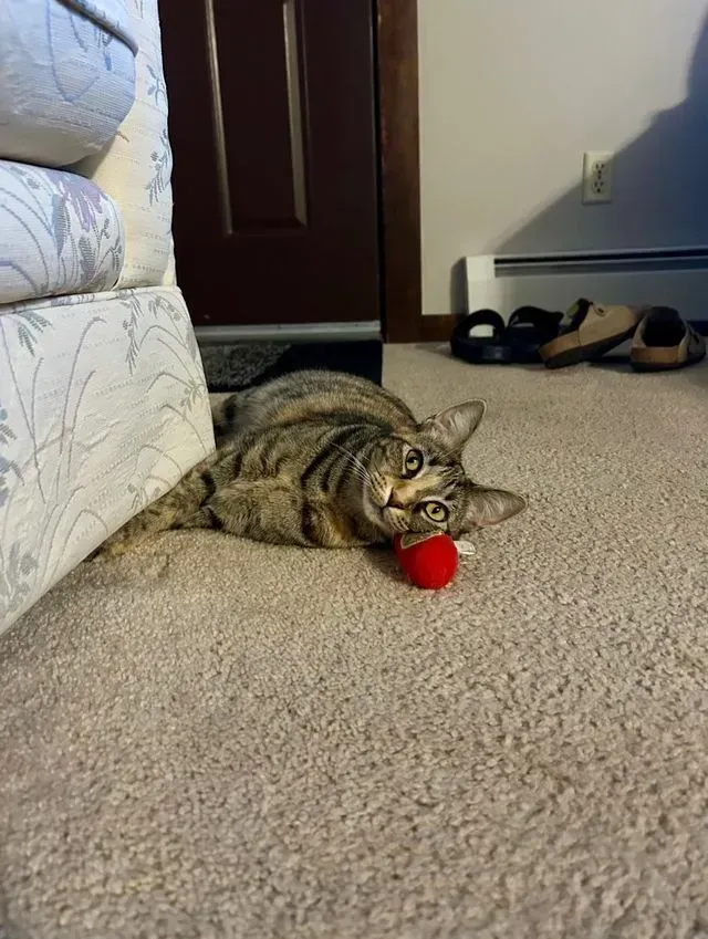 Tabby cat lying on beige carpet with a red toy ball, beside a couch and doorway with shoes nearby