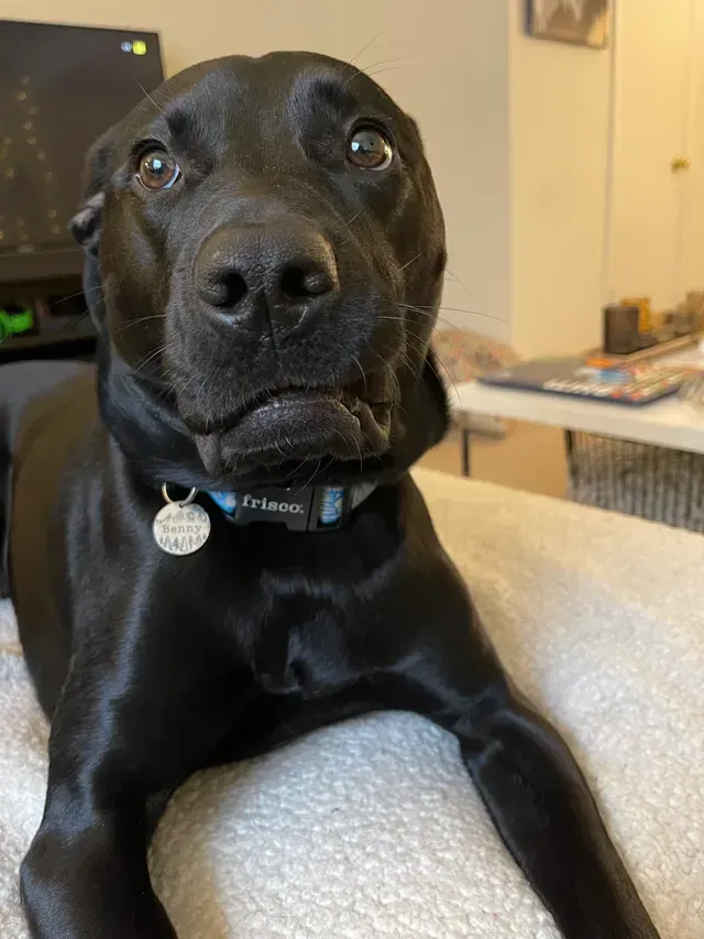 Black dog with a collar lounging on a beige couch indoors, looking directly at the camera.