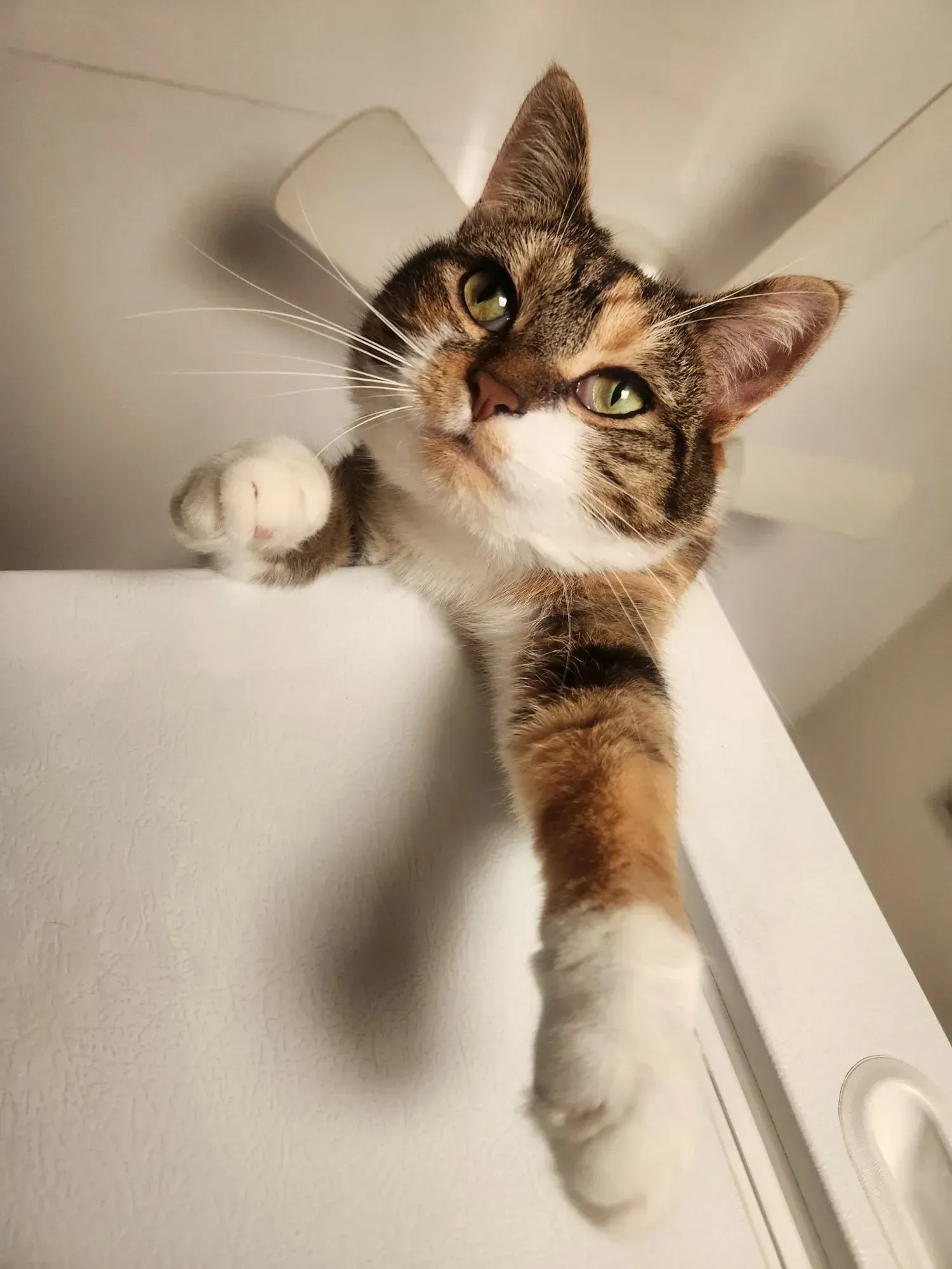 Calico cat reaching down from a white shelf, looking at the camera, with one paw extended.
