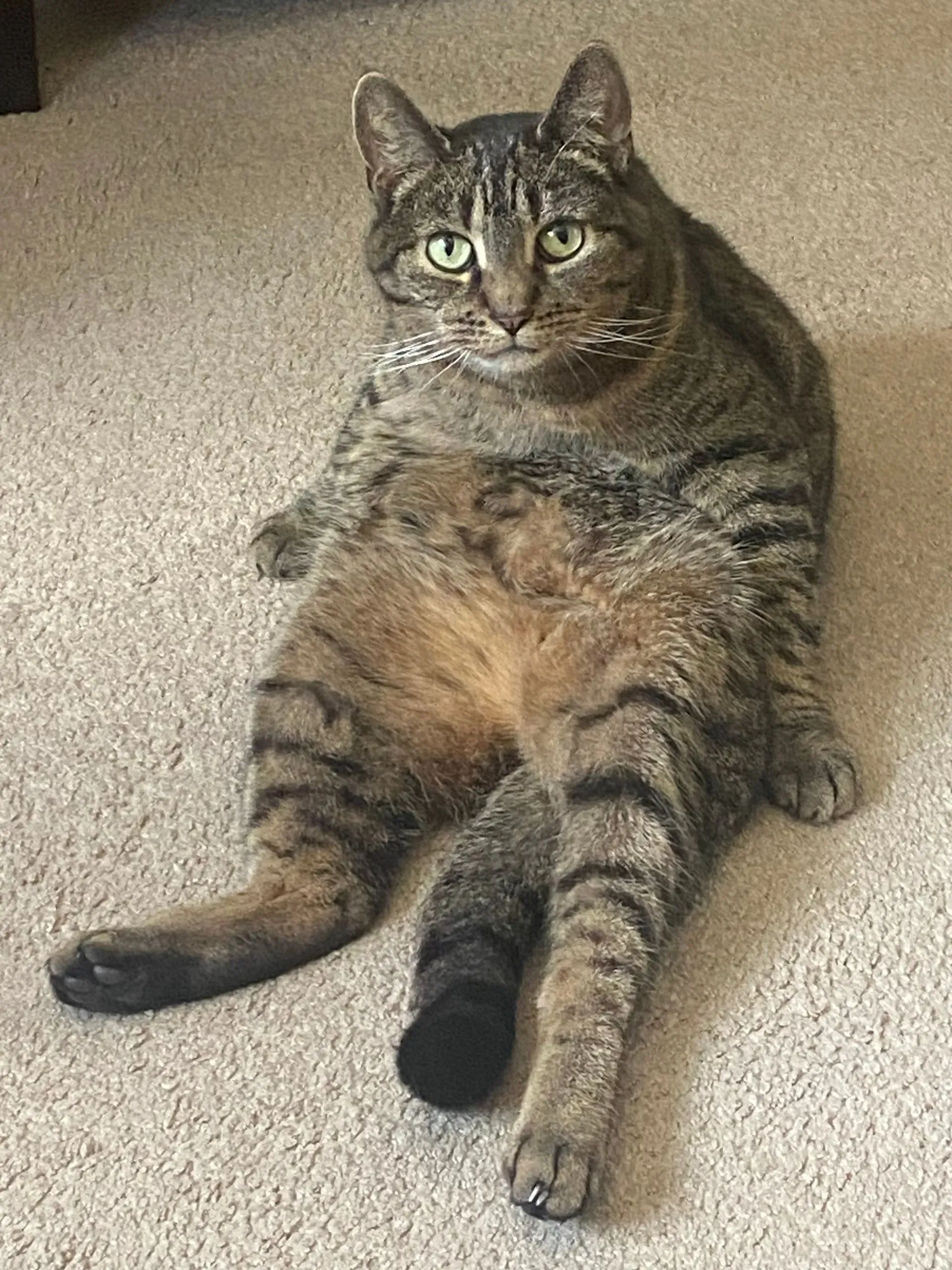 Tabby cat sitting on beige carpet with front paws out, looking at the camera