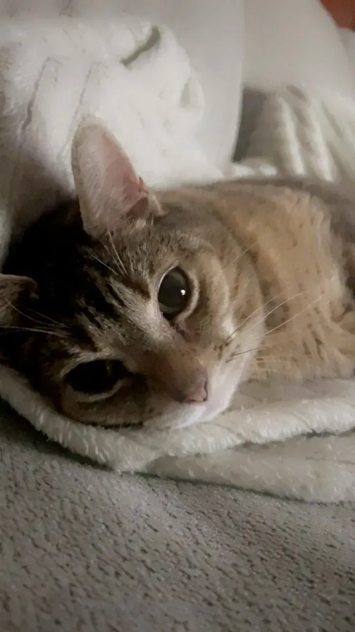 Tabby kitten resting on a soft blanket, looking at the camera.