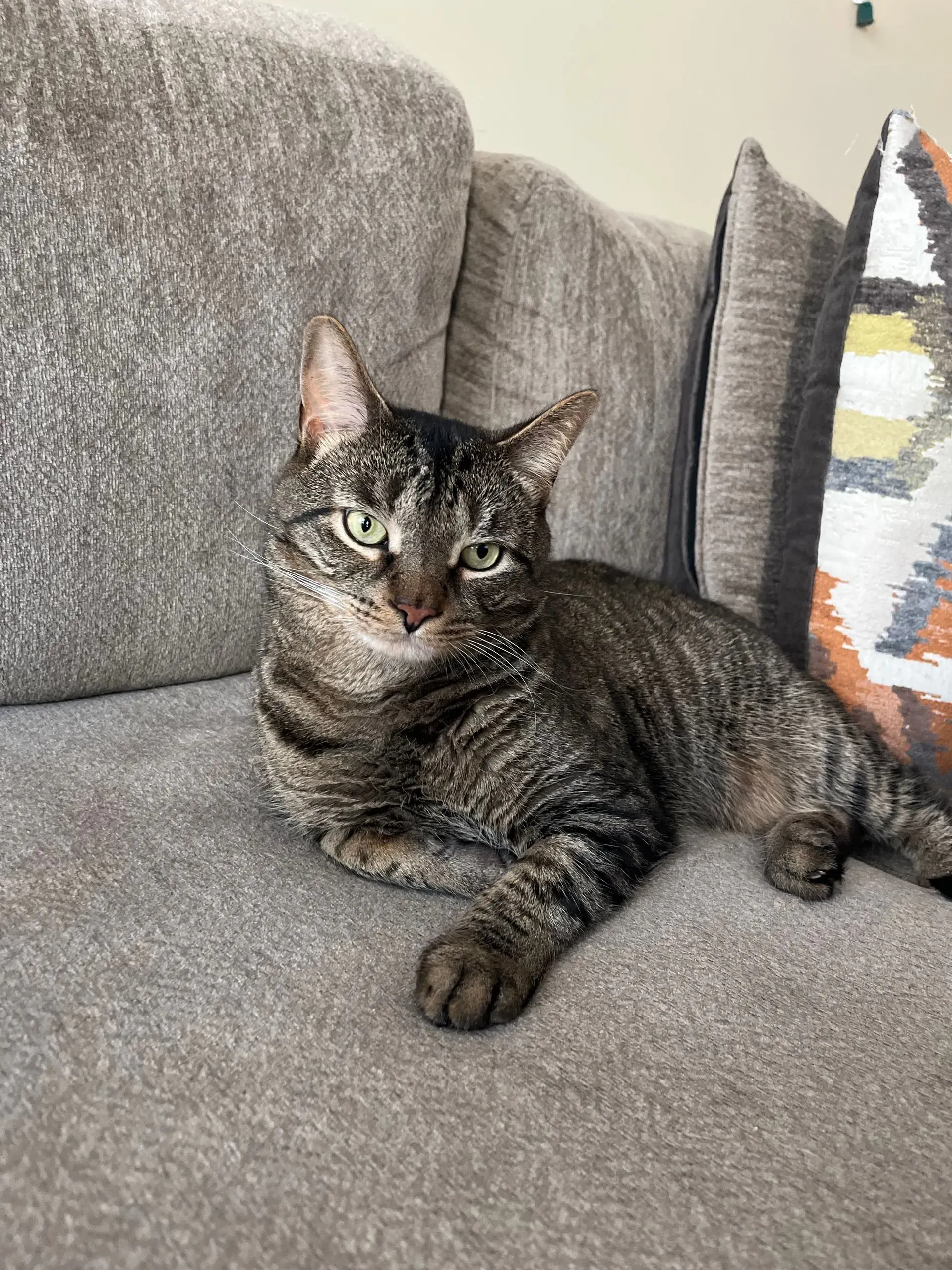 Tabby cat lounging on a gray couch beside a patterned pillow