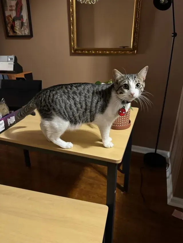 Gray-and-white cat standing on a table indoors, wearing a red collar tag.