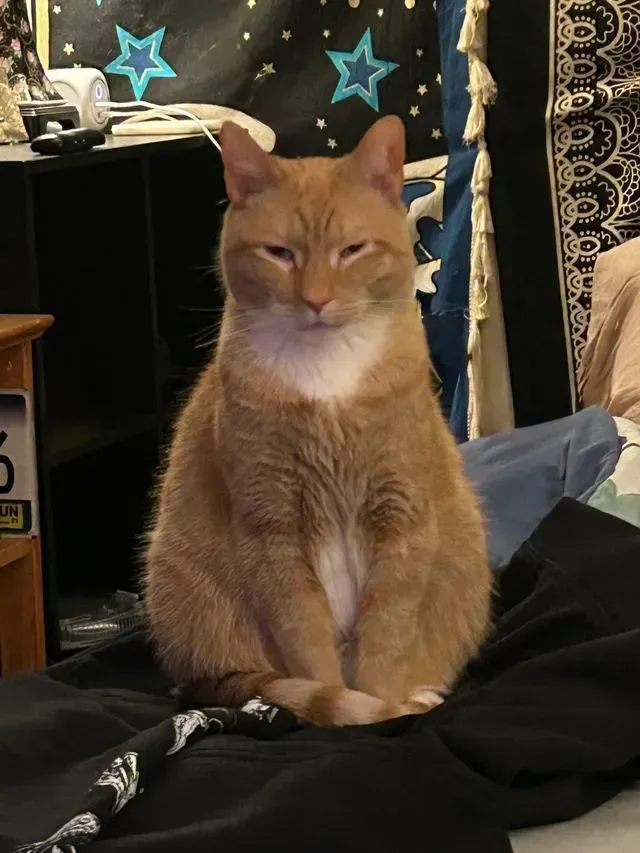 Orange cat sitting upright on a bed, facing forward with a calm expression.