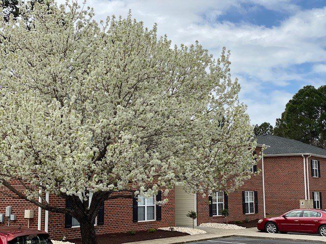 Large white-blossomed tree in front of a red-brick apartment building with a parked red car.