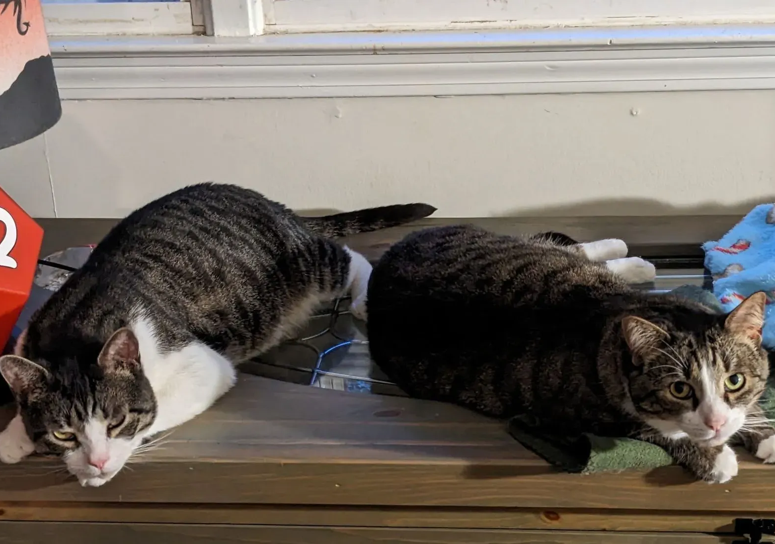 Two tabby cats lying on a wooden surface near a red jersey and a blue blanket