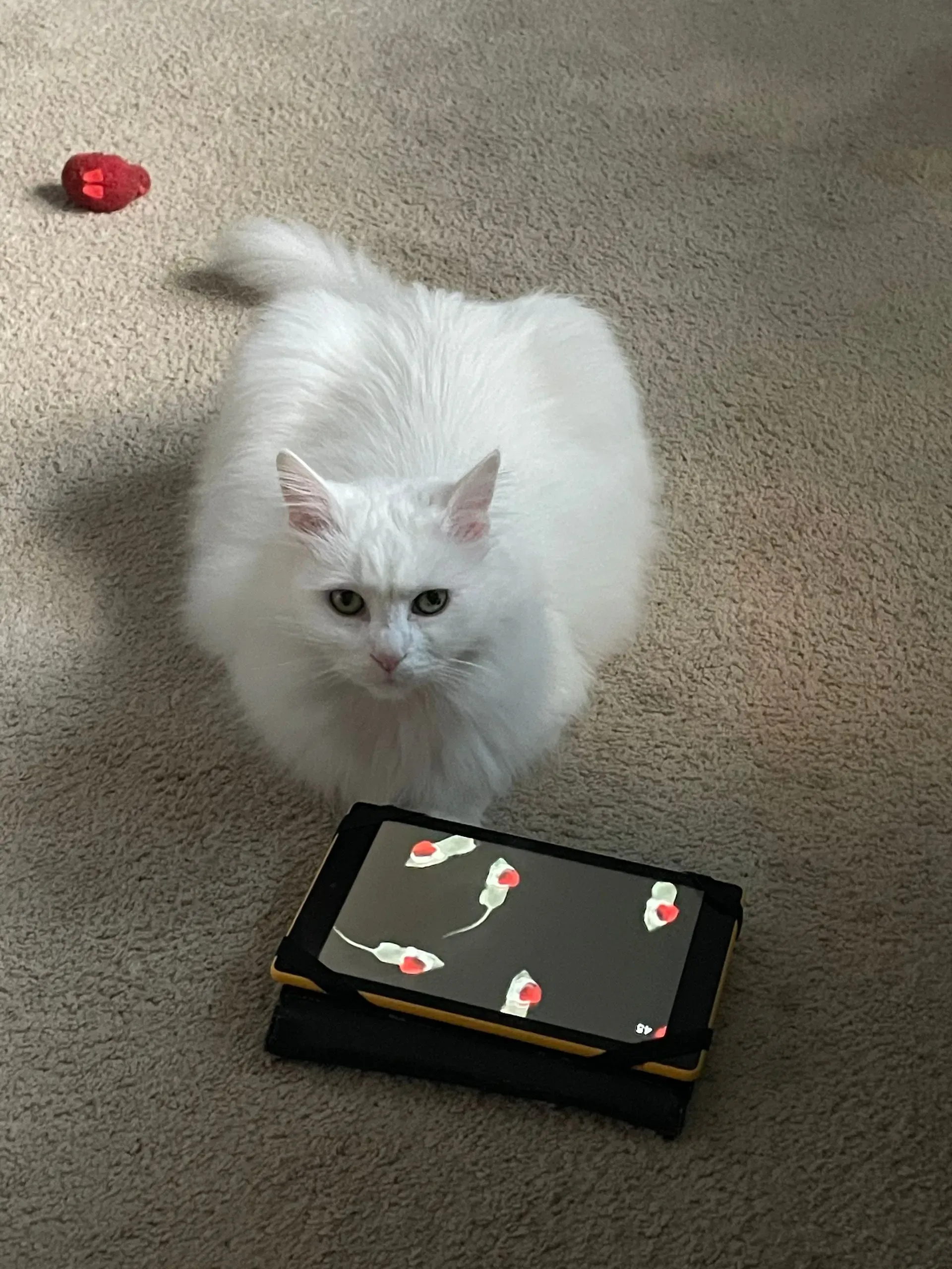 White fluffy cat on carpet near a small black tray, with a red toy in the background.