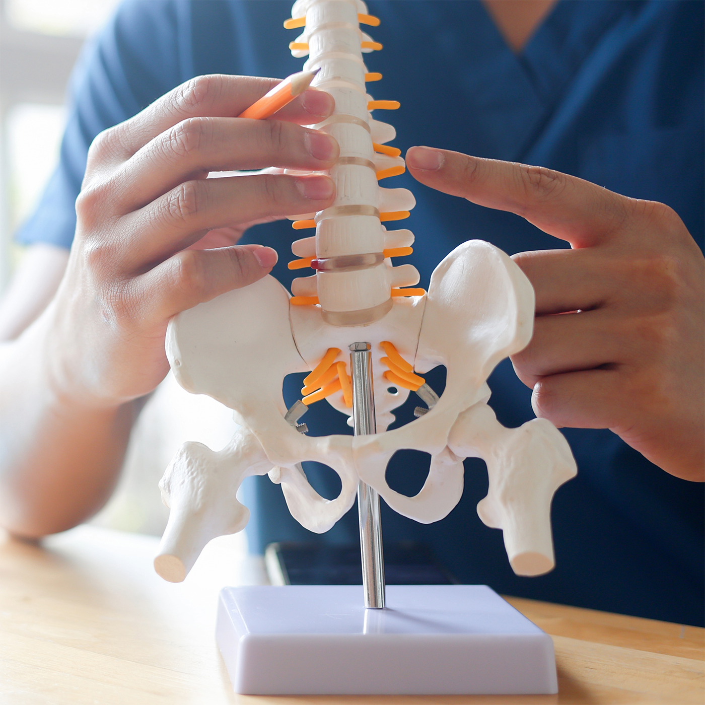 Hands pointing to a spine and pelvis model on a desk in a medical setting