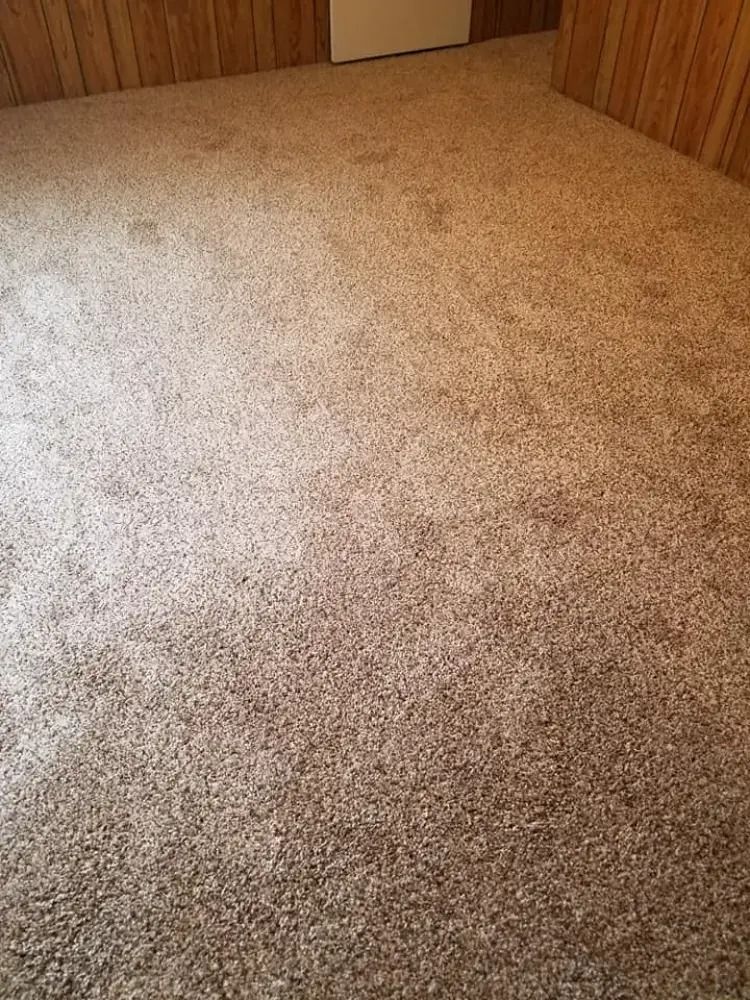 Brown carpeted floor with a bright patch of sunlight near the center