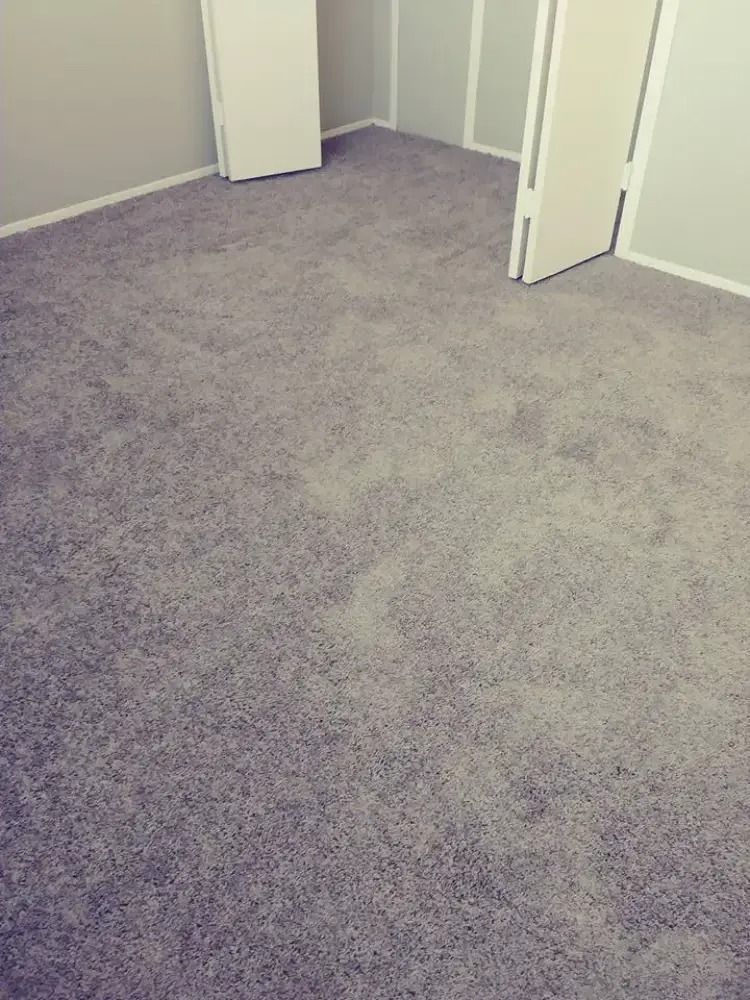 Empty carpeted room with light gray walls and open white closet doors