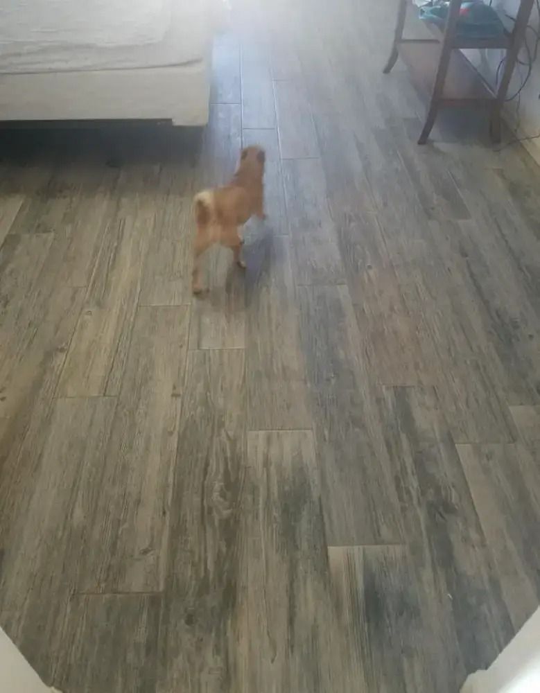 Small brown dog standing on a gray wood floor in a living room
