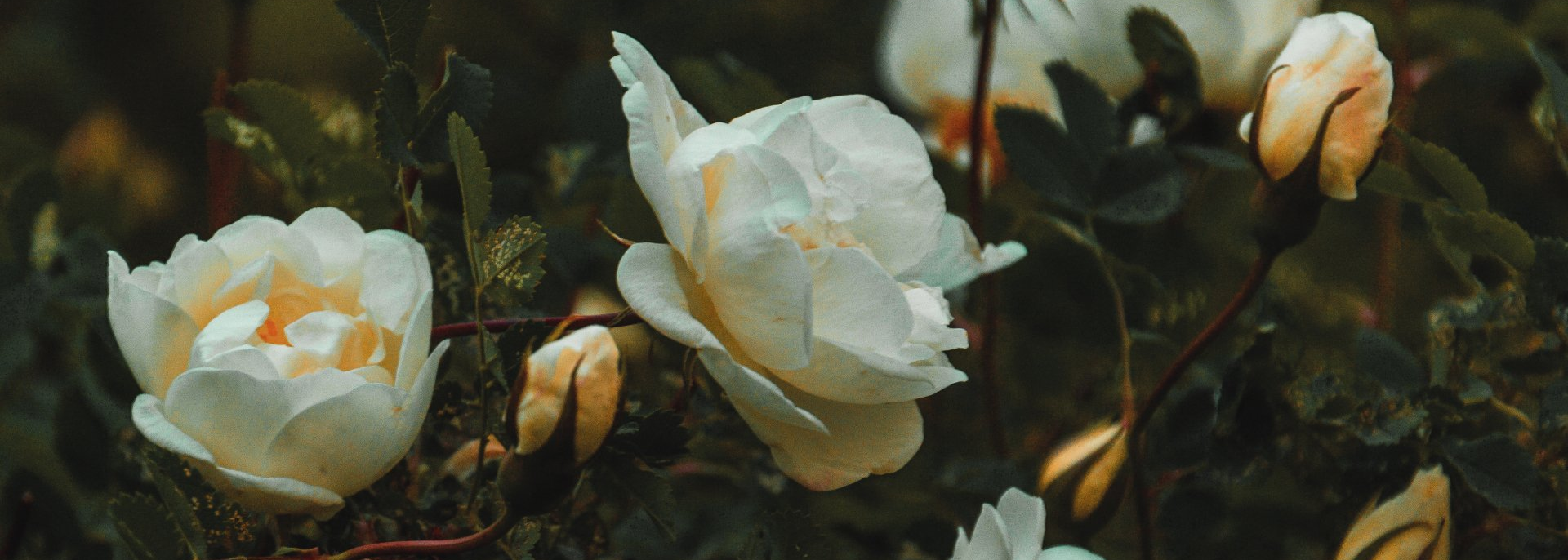 white flowers
