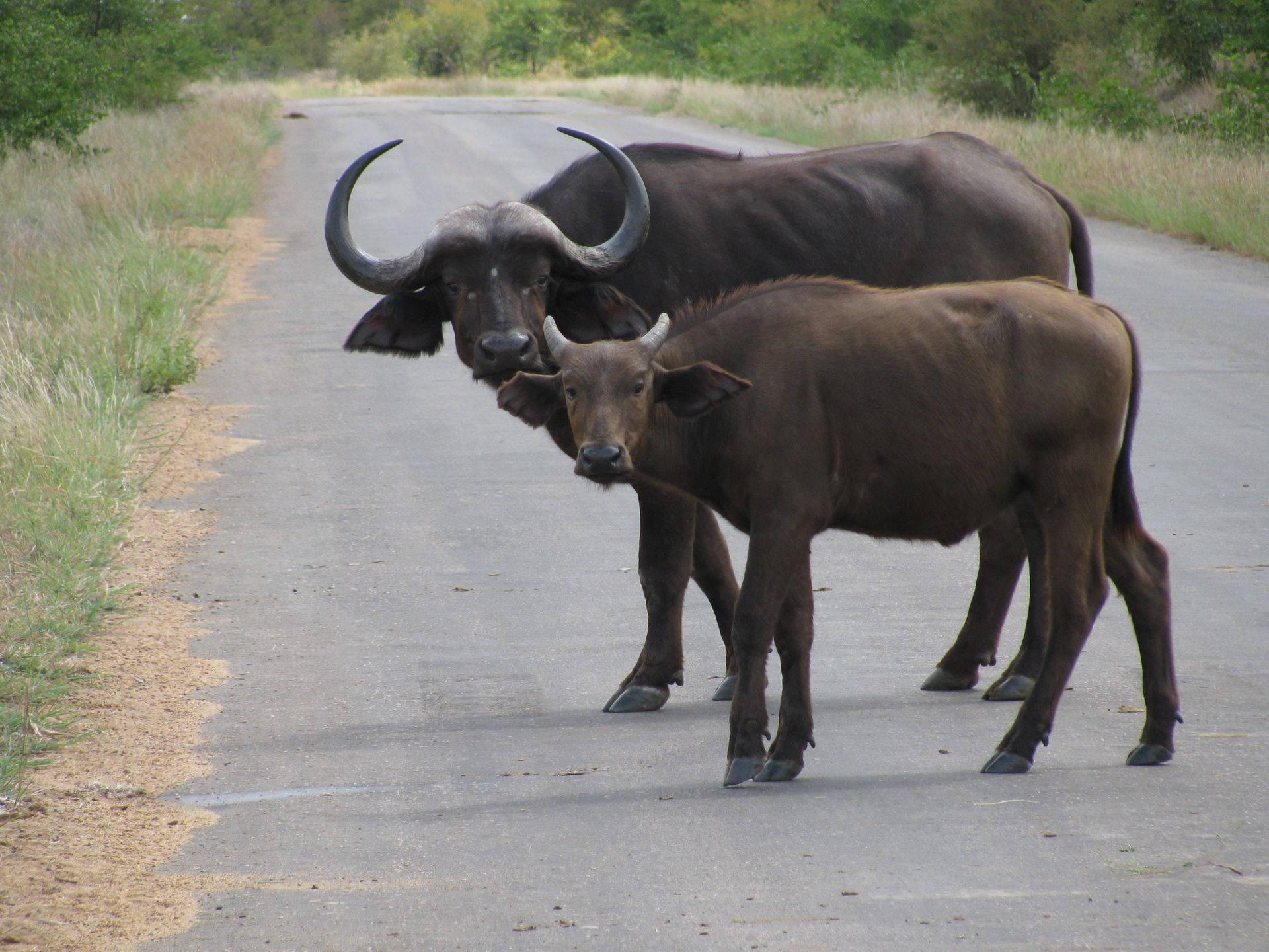 Bufallo in Pilanesberg