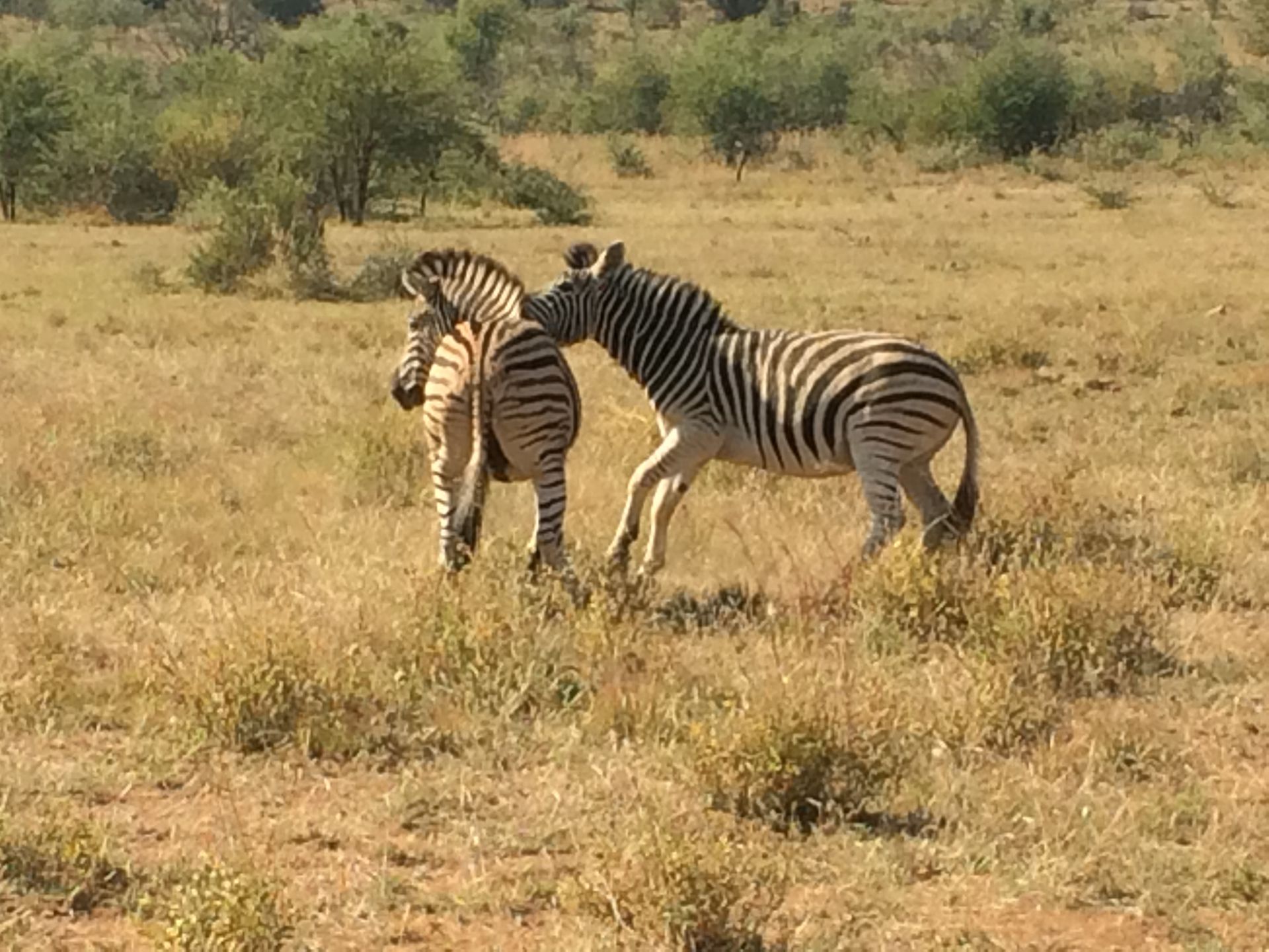 Pilanesberg Safari