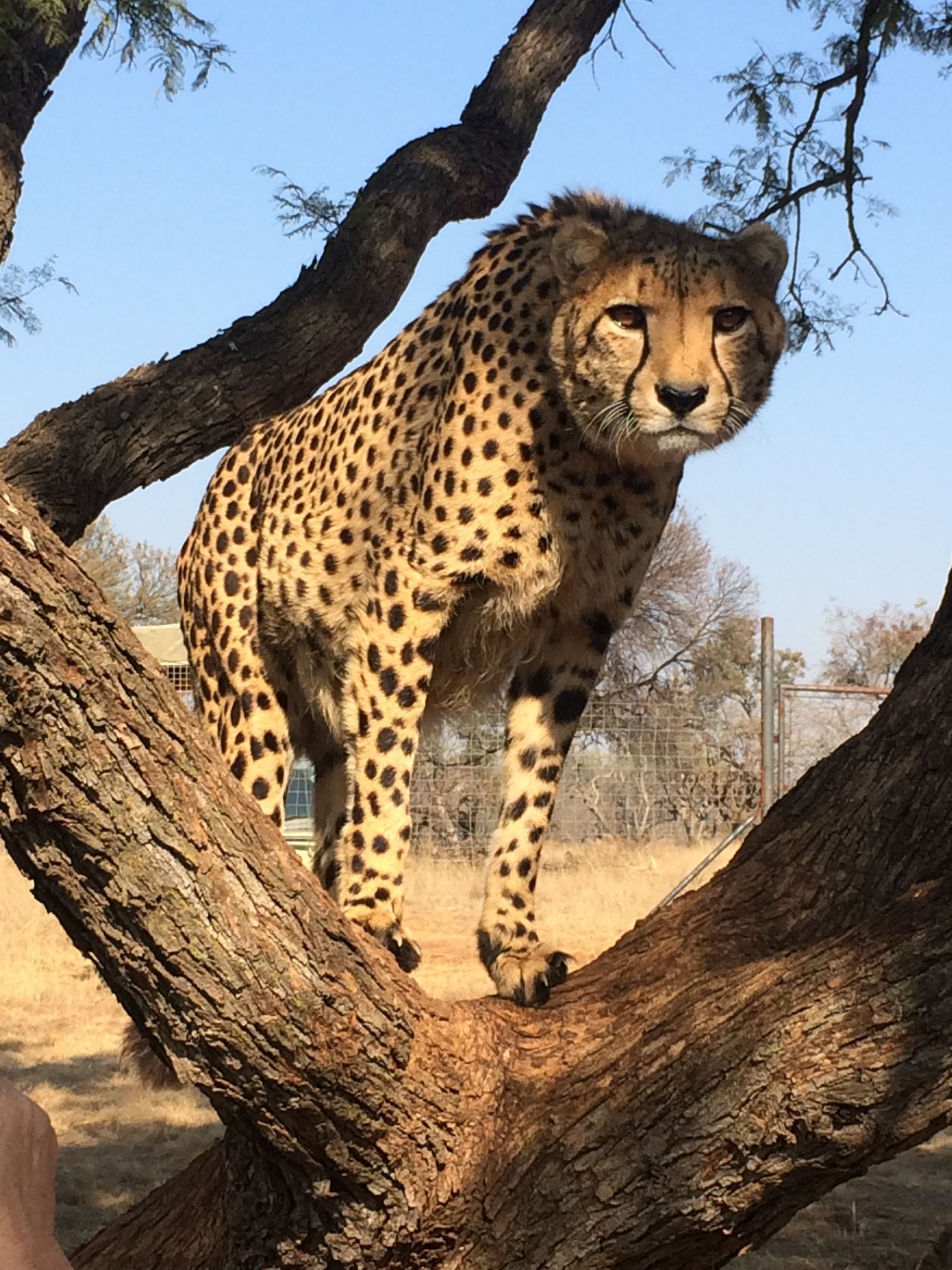 Cheetah Tour