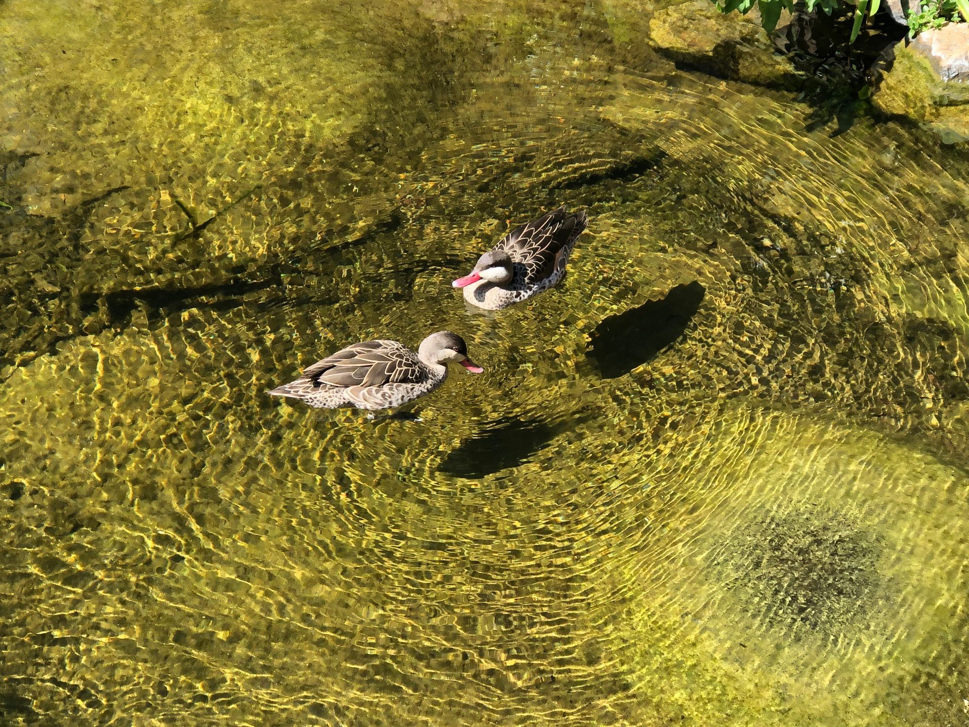 Lion Park Ducks