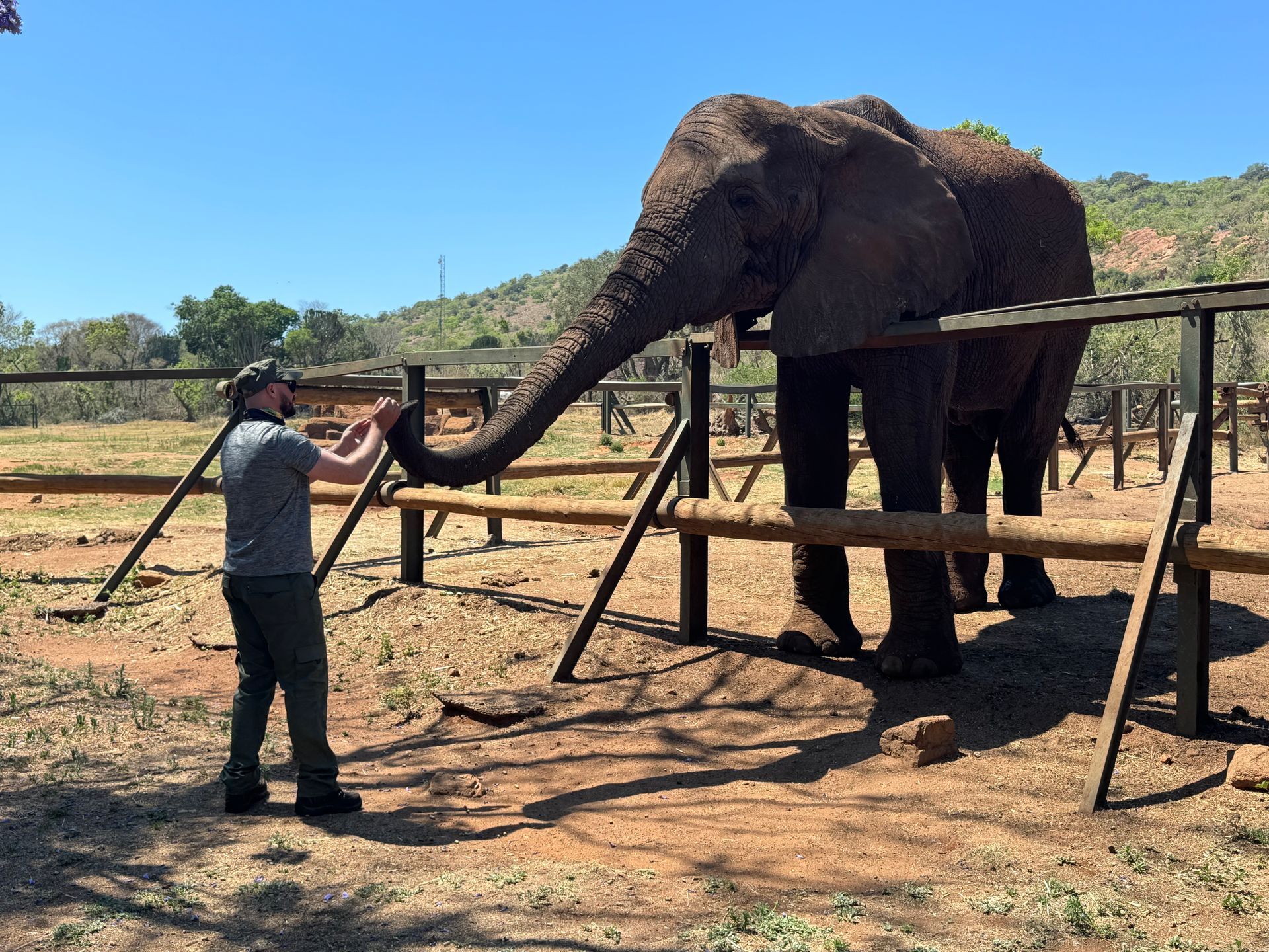 Elephant Sanctuary Tour from Johannesburg - Feeding an Elephant