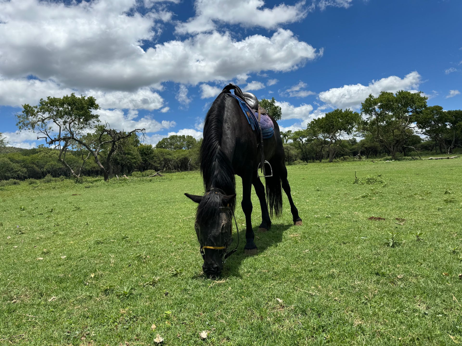 Horses getting a break after horseback safari
