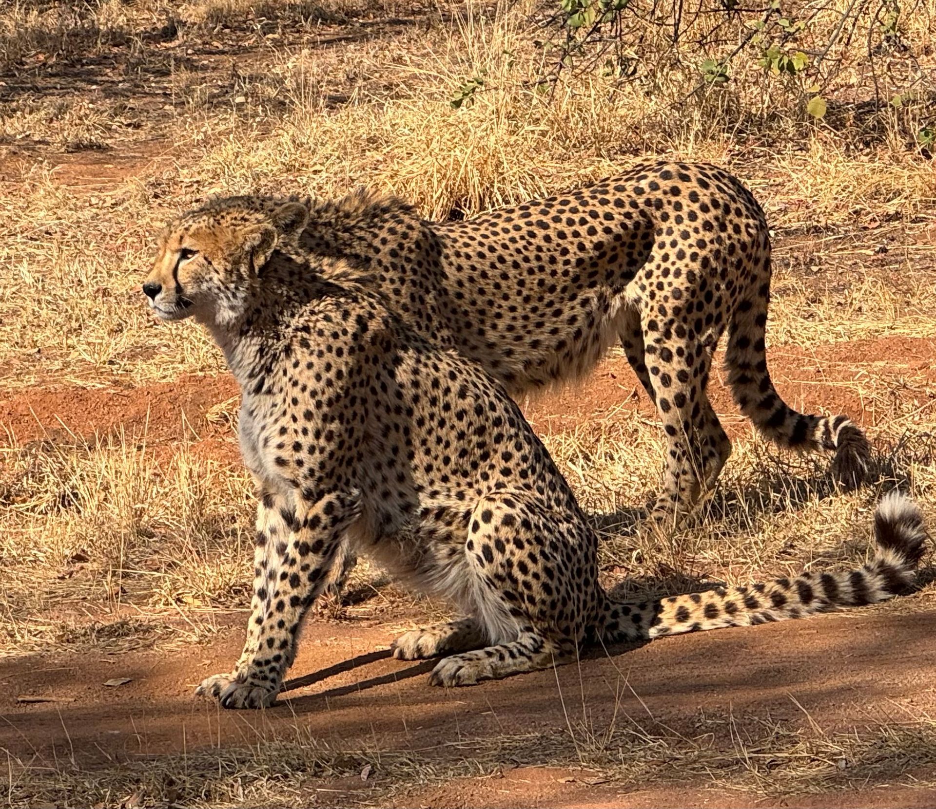 Cheetah on the Safari from Johannesburg