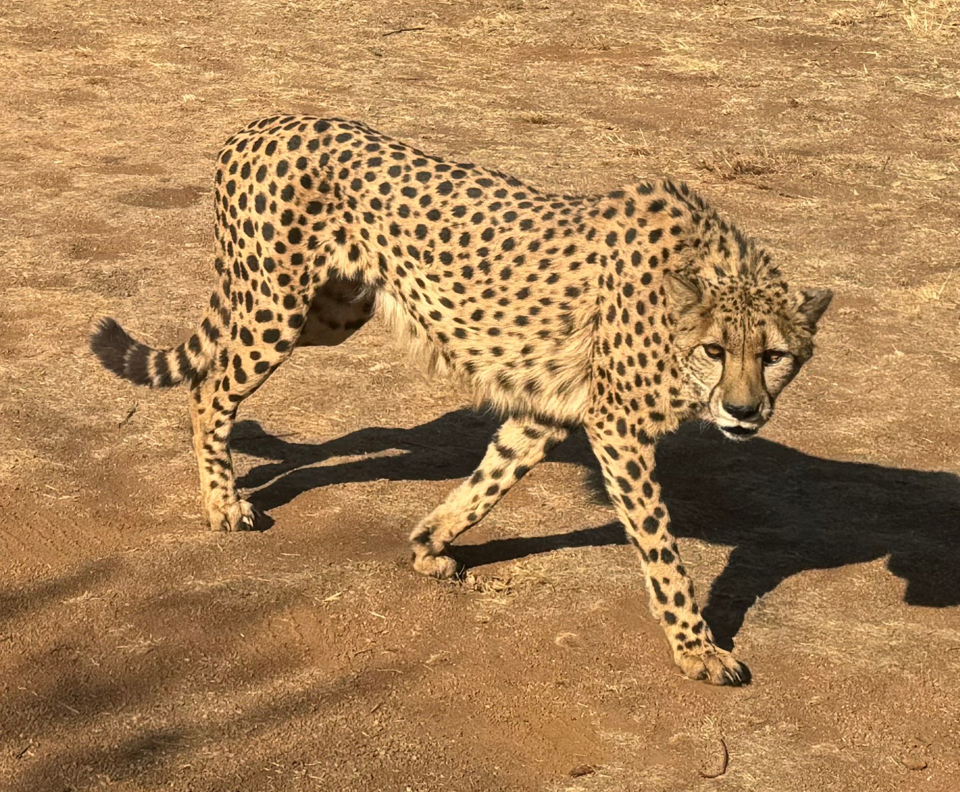 De Wildt Cheetah Tour From Johannesburg - Cheetah next to vehicle