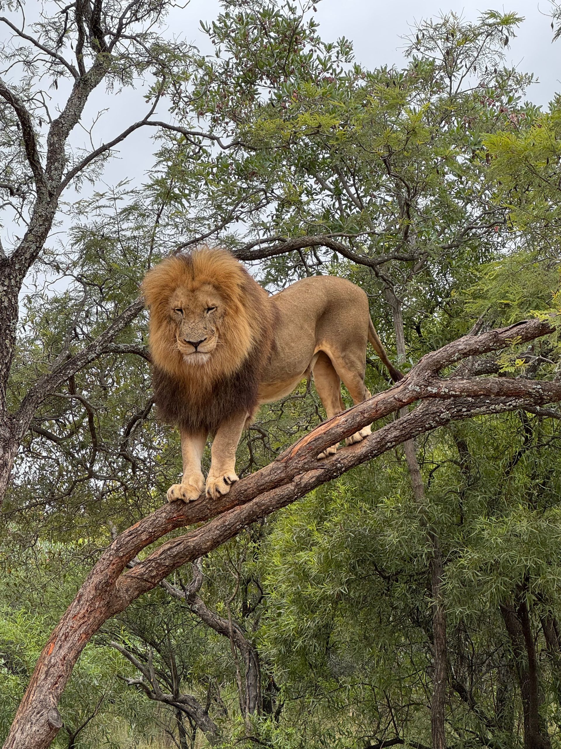 Lion in a tree