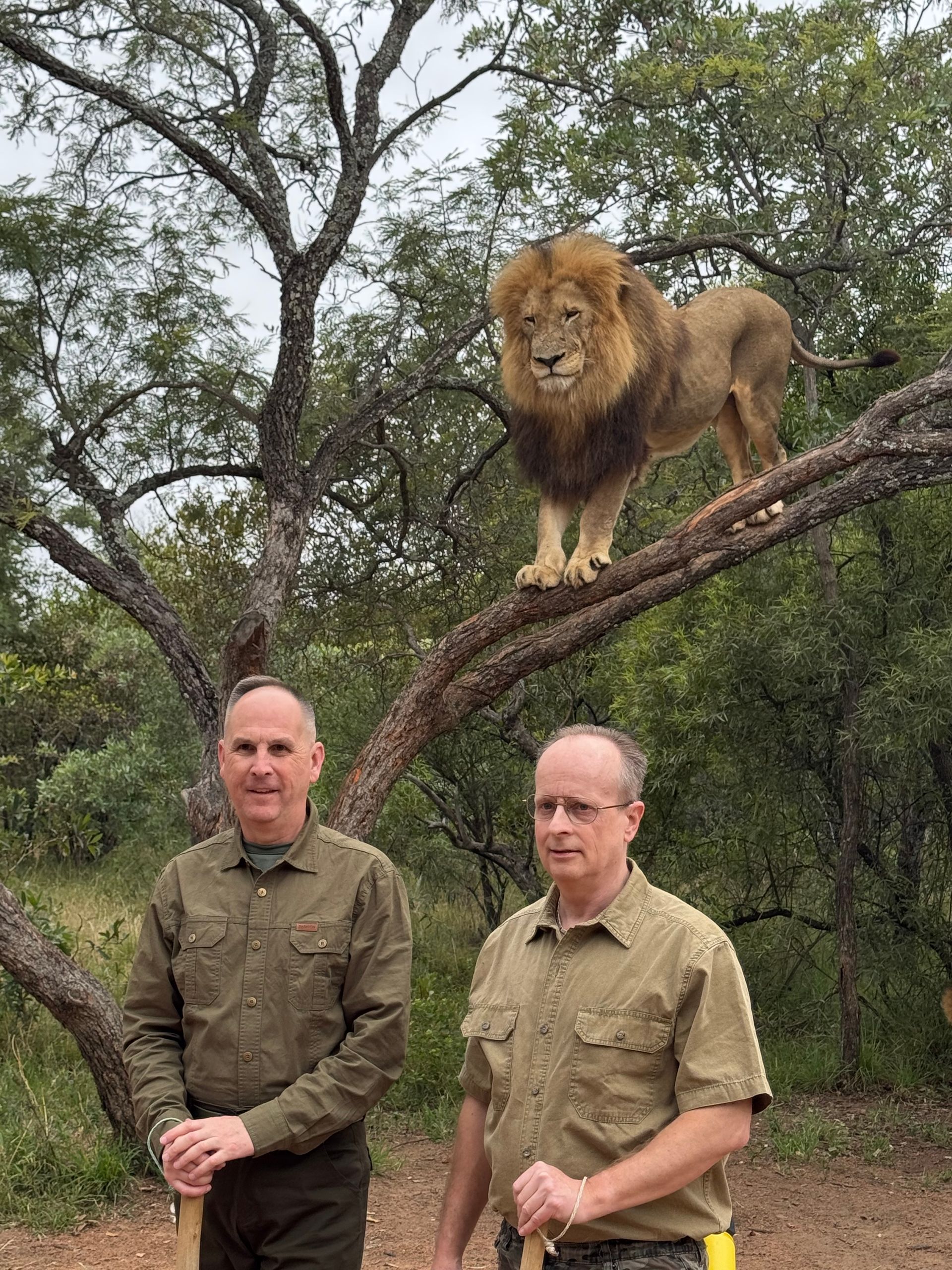 Lion Walk Tour from Johannesburg