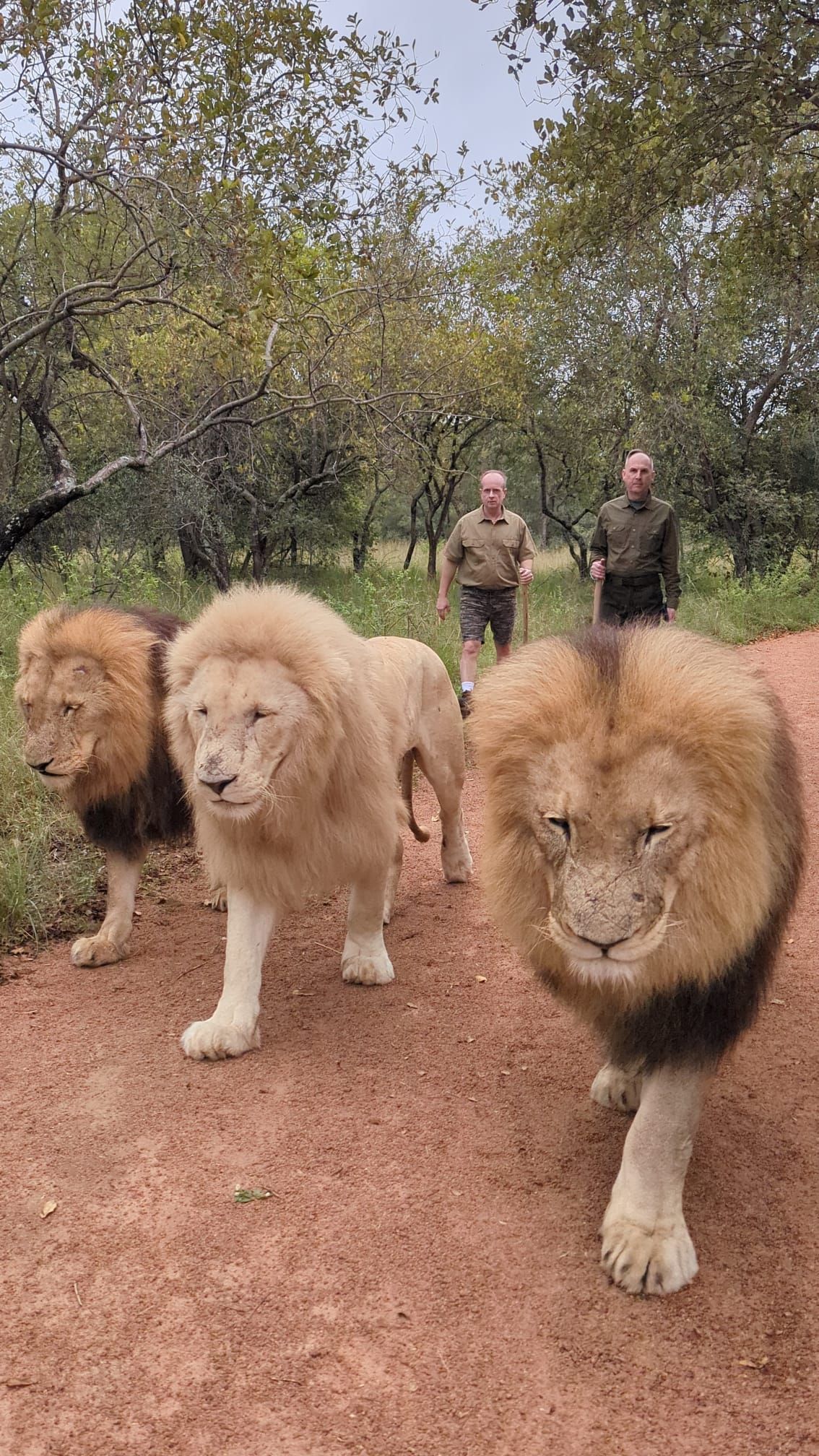 Walking with Lions - Johannesburg