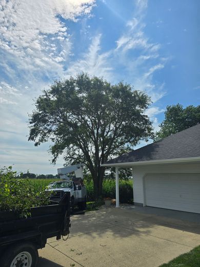 A bucket truck parked next to a large tree and a garage, with a trailer of cut branches in the foreground.