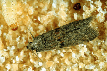 FUMIGADORA DEL CENTRO