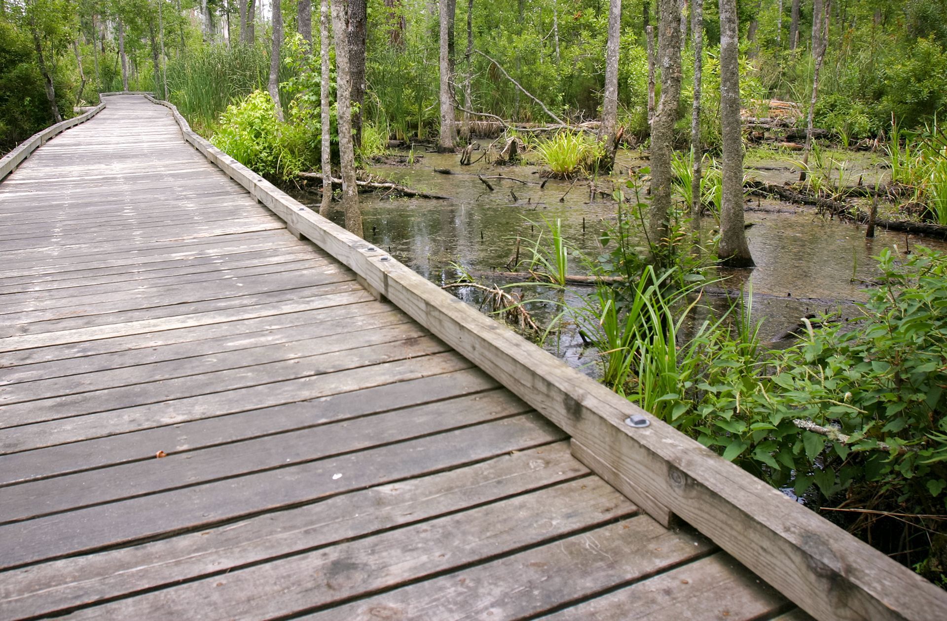 Wooden boardwalk through a green swamp forest with trees and still water on the right Wooden boardwalk through a green swamp forest with trees and still water on the right